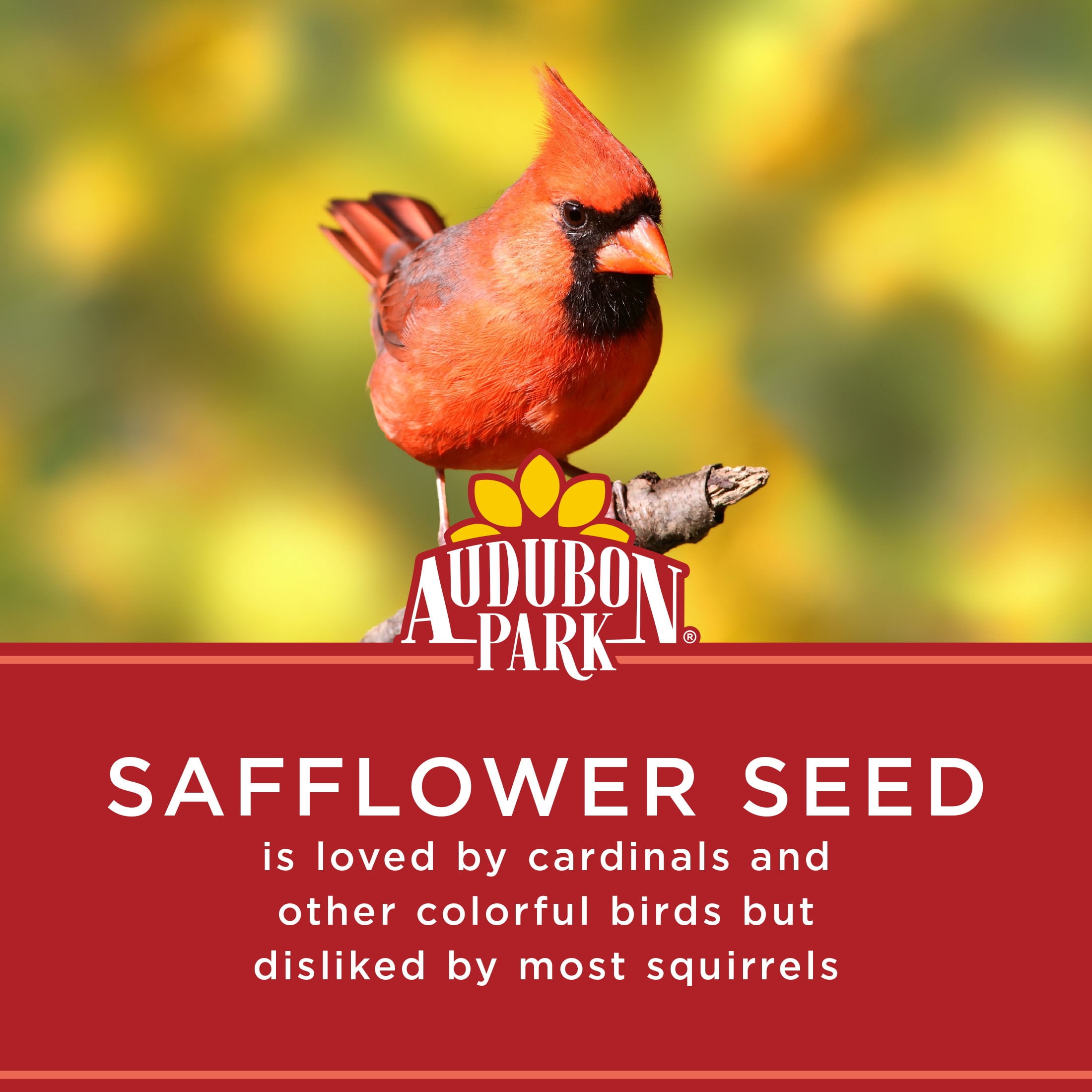 Audubon Park Safflower Seed for Wild Birds, 5 lb. Bag