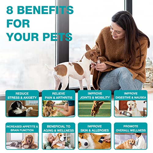 Organic Hemp Oil for Pet Anxiety and Pain Relief