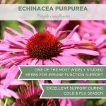 Organic Echinacea Purpurea 4 oz. (113g), USDA Certified Dried Echinacea Tea, Premium Quality Herb, Purple Coneflower, Cut & Sifted