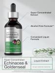 Horbäach Echinacea Goldenseal Liquid Extract | 2 fl oz | Alcohol Free Tincture Drops | Vegetarian, Non-GMO, Gluten Free