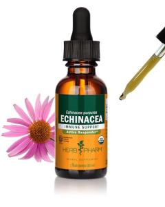 Organic Echinacea Root Extract for Immune Support