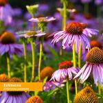 Organic Echinacea Root Extract for Immune Support