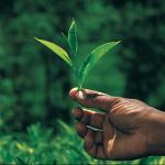 Hammam Green Tea with Rose & Red Berries