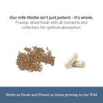 Eclectic Herb - Premium Freeze Dried Milk Thistle Capsules | Silymarin Supplement | Liver Support, Detox, Cleanse + Maintain | Vegan, Natural, Non-GMO, Gluten Free (240 CT | 600 mg)