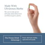 Eclectic Herb - Premium Freeze Dried Milk Thistle Capsules | Silymarin Supplement | Liver Support, Detox, Cleanse + Maintain | Vegan, Natural, Non-GMO, Gluten Free (240 CT | 600 mg)