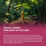 HerbWHOLESOME Echinacea Herb Drops for Immune System Support, 5-in-1 Herbal Supplement Combat Free Radicals w/Goldenseal Thyme Elderberry, Fast-Acting & Concentrated Liquid Tincture. 2oz