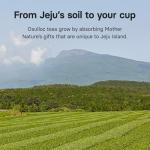 OSULLOC Organic Green Tea Bags - Pure & Mild