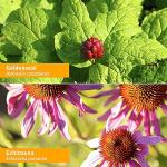 Herb Pharm Certified Organic Golden Echinacea Liquid Extract for Immune System Support - 1 Ounce (DGOLDEN01)