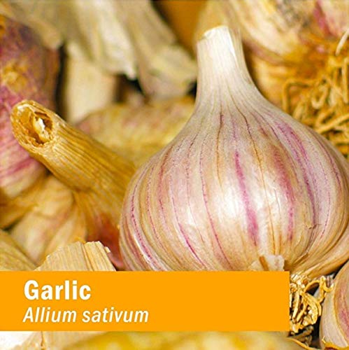 Organic Garlic Extract for Cardiovascular Health - 1oz