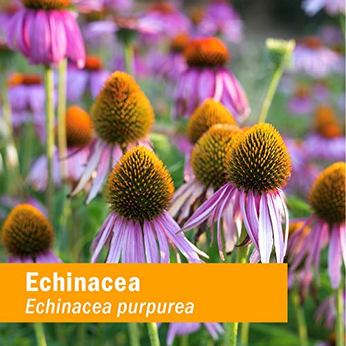 Certified Organic Echinacea Liquid Extract - 1oz
