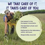 Boiron Arnica Montana 30C for Muscle Pain Relief