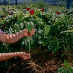 Hsu's American Ginseng Slices | Cultivated Wisconsin-Grown | Mixed Large-Medium Slices (0126-4) | 4oz Box