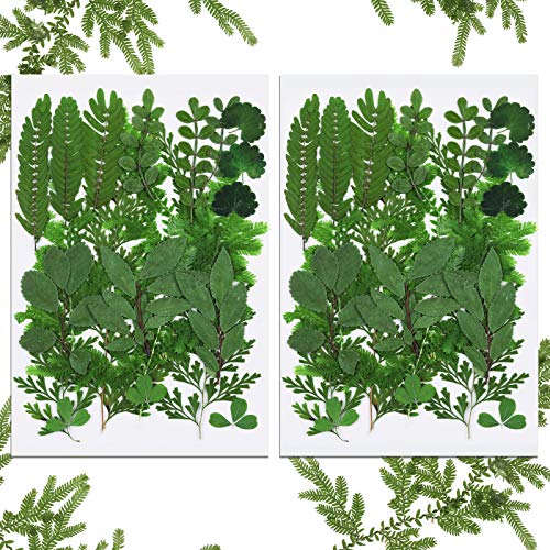 42 Pieces Assorted Dried Greenery for Resin Crafts