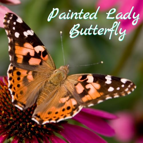 10 Live Caterpillars to Grow Painted Lady Butterflies Kit - Ready to Ship Now!