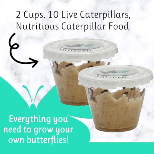 10 Live Caterpillars to Grow Painted Lady Butterflies Kit - Ready to Ship Now!