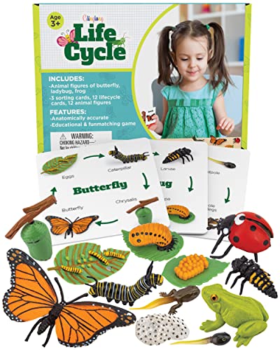 Montessori Life Cycle Kit Toy - Educational Set