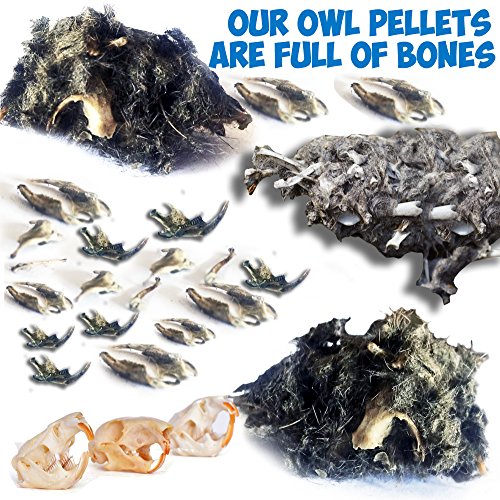 Owl Pellet Dissection Kit for Science Lab Projects