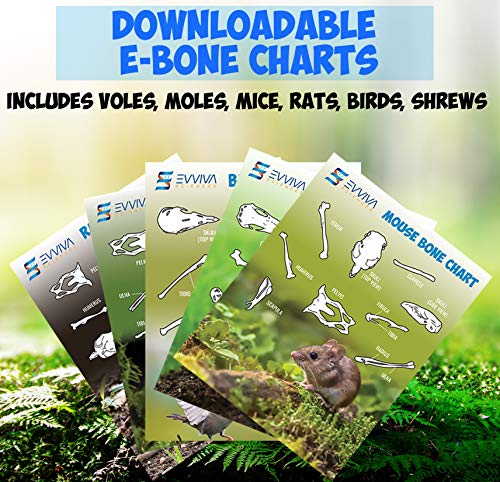 Owl Pellet Dissection Kit for Science Lab Projects