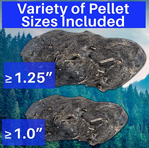 Owl Pellet Dissection Kit for Science Lab Projects