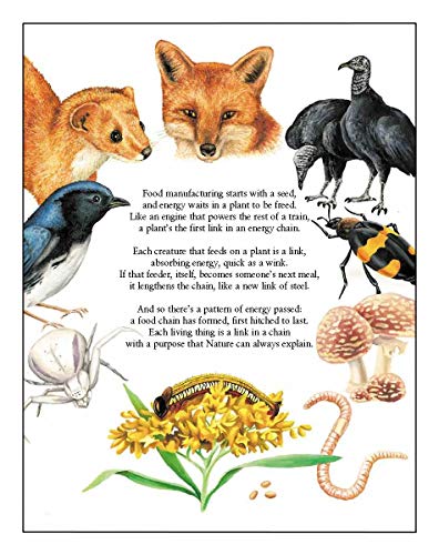 Pass the Energy, Please!: Learn the Basics of the Food Chain and the Transfer of Energy with an Upbeat Rhyming Story by Barbara Shaw McKinney & Chad Wallace