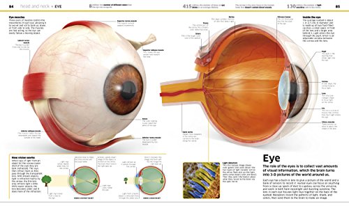 Knowledge Encyclopedia Human Body! by DK and Smithsonian Institution (DK Knowledge Encyclopedias)