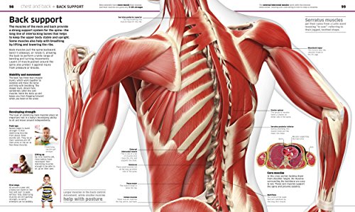Knowledge Encyclopedia Human Body! by DK and Smithsonian Institution (DK Knowledge Encyclopedias)