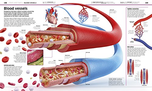 Knowledge Encyclopedia Human Body! by DK and Smithsonian Institution (DK Knowledge Encyclopedias)
