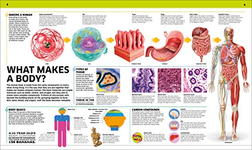 Knowledge Encyclopedia Human Body! by DK and Smithsonian Institution (DK Knowledge Encyclopedias)