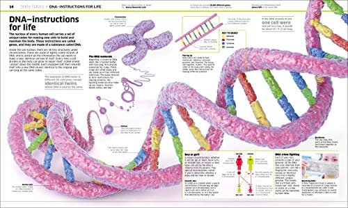 Knowledge Encyclopedia Human Body! by DK and Smithsonian Institution (DK Knowledge Encyclopedias)