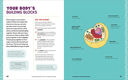 Human Anatomy Activity Book for Kids: Hands-on Learning for Grades 4-6 by Shannan Muskopf M.S.