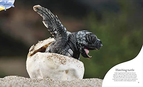 Nature's Treasures: Tales Of More Than 100 Extraordinary Objects From Nature (DK Treasures)