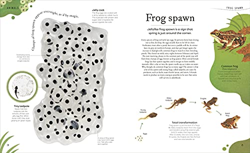 Nature's Treasures: Tales Of More Than 100 Extraordinary Objects From Nature (DK Treasures)