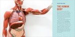 Human Anatomy for Kids: A Junior Scientist's Guide to How We Move, Breathe, and Grow by Kristie Wagner
