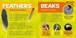 National Geographic Little Kids First Big Book of Birds (National Geographic Little Kids First Big Books)