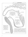 My First Book About Genetics (Dover Science For Kids Coloring Books)