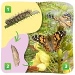 Butterfly Garden Kit with Live Caterpillars & STEM Journal