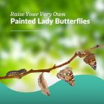 10 Live Caterpillars to Grow Painted Lady Butterflies Kit - Ready to Ship Now!