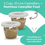 10 Live Caterpillars to Grow Painted Lady Butterflies Kit - Ready to Ship Now!