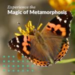 10 Live Caterpillars to Grow Painted Lady Butterflies Kit - Ready to Ship Now!