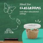 10 Live Caterpillars to Grow Painted Lady Butterflies Kit - Ready to Ship Now!