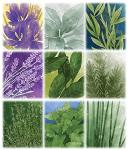 Pencil First Games Herbaceous Board Game