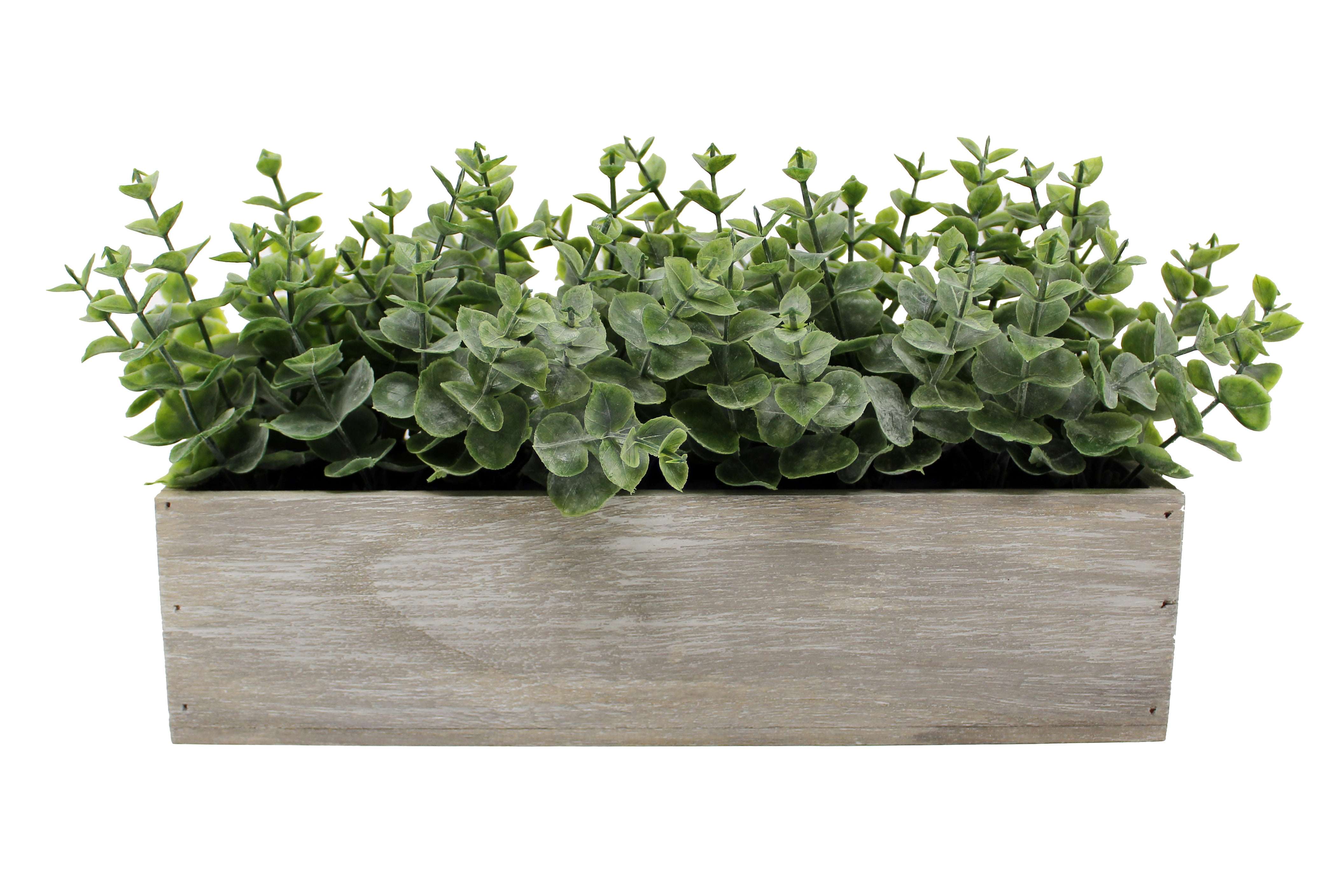 Eucalyptus Greenery Plant in Grey Wood Box