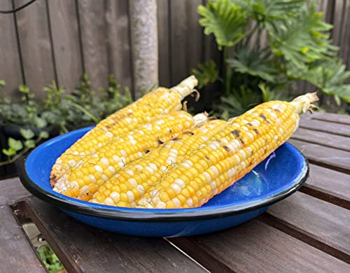 Red Co. 4 Enamelware Metal Camping Plates, 10", Blue/Black