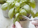 Organic Herb Seed Collection – 10 Non-GMO Packs