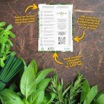 Culinary Herb Seeds Variety Pack for Gardening