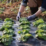 VEVOR Heavy Duty Weed Barrier Landscape Fabric 4FTx300FT