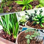 Organic Orchid Potting Bark - 9 qt Natural Mulch