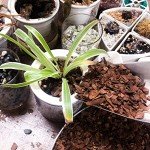 Organic Orchid Potting Bark - 9 qt Natural Mulch