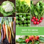 Heirloom Seed Collection for Fall & Winter Gardening