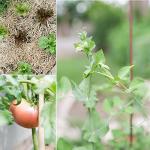 Organic Vegetable Seeds Variety Pack (10 Seeds)